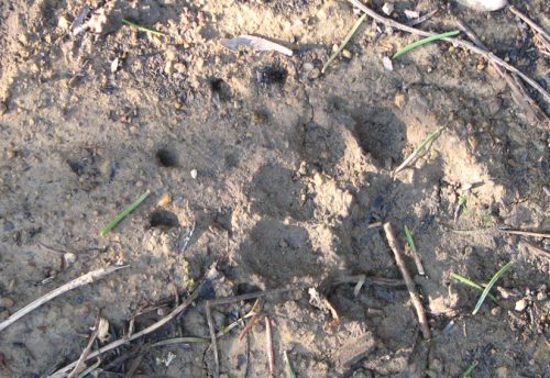 CRIE-sur-les-traces-des-animaux-en-foret-3