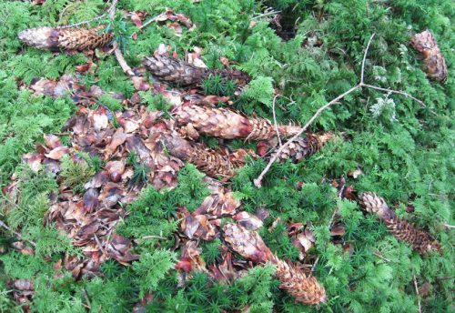 CRIE-sur-les-traces-des-animaux-en-foret-4