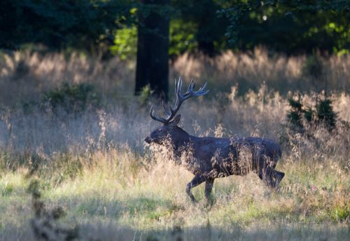 CRIE-sur-les-traces-des-animaux-en-foret-5