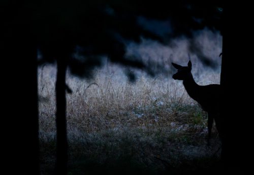 CRIE-brame-du-cerf-4