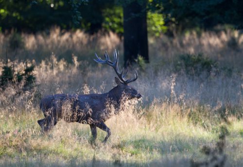 CRIE-brame-du-cerf-7