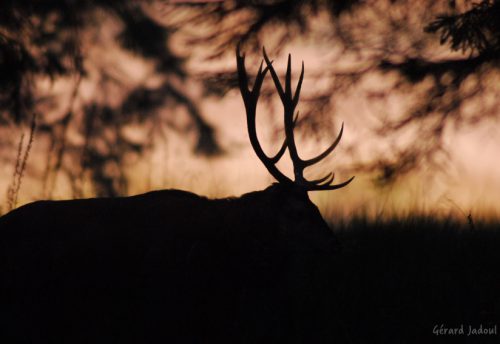 CRIE-brame-du-cerf-ecoute-libre-5