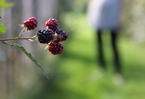 CRIE-insertion-sociale-potager-3