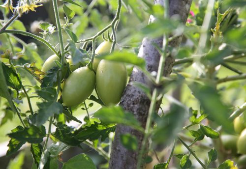 CRIE-insertion-sociale-potager-4