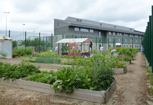 CRIE-insertion-sociale-potager-8
