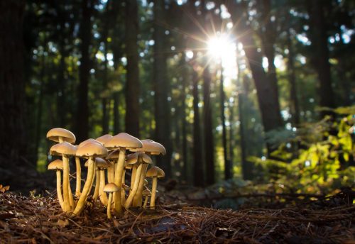 CRIE-monde-des-champignons-3