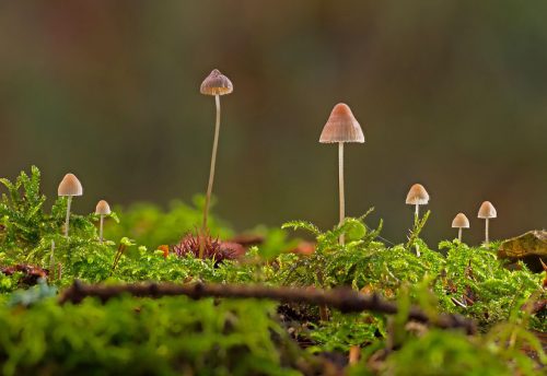 CRIE-rituels-automne-3