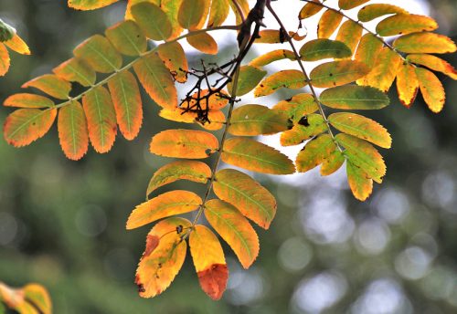 CRIE-arbre-se-revele-automne-6