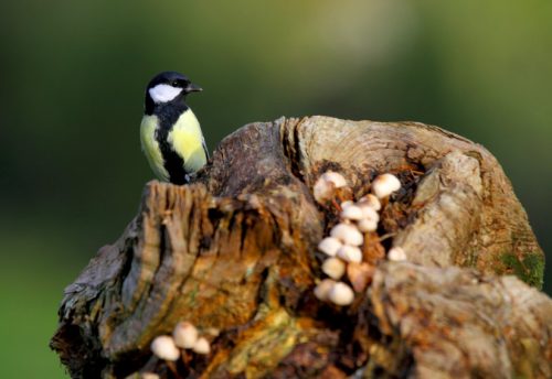 CRIE-découverte-du-monde-des-oiseaux-3