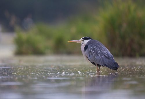 CRIE-découverte-du-monde-des-oiseaux-4