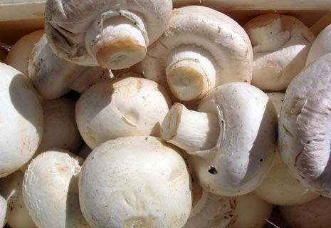 CRIE-la-culture-des-champignons-5