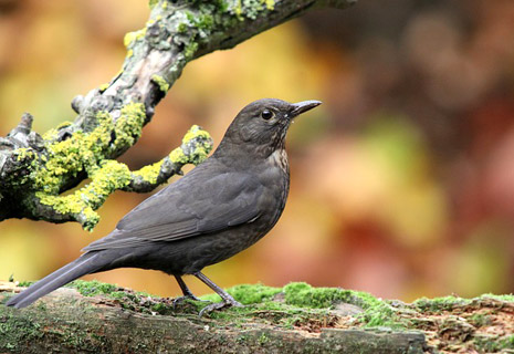 CRIE-voyageurs-de-l-automne-2