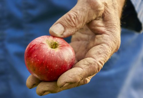 CRIE-greffe-des-arbres-fruitiers-4