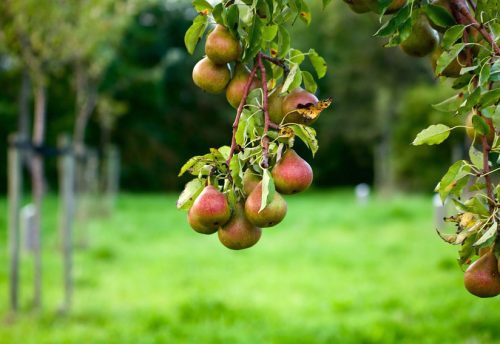 CRIE-taille-fruitiers-4