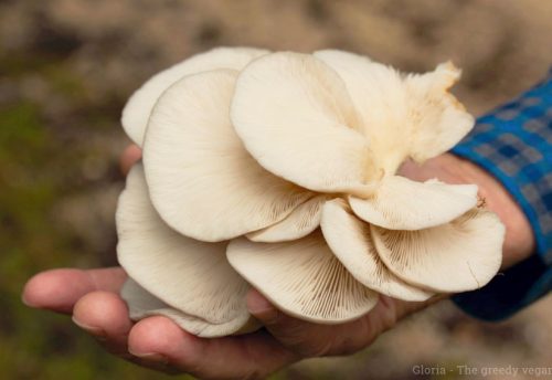 CRIE-culture-de-champignons-5