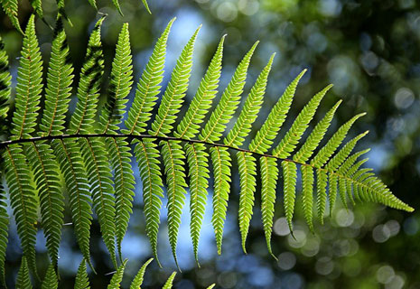 CRIE-rando-nature-été-2