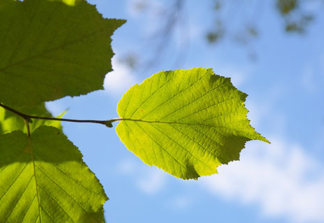 CRIE-ceuillir-ses-plantes-a-tisanes-3