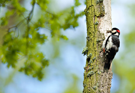 CRIE-la-forêt-fait-son-cirque-3