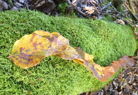 CRIE-palette-automne-3