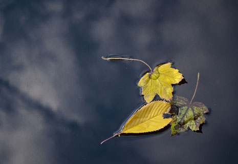 CRIE-rando-nature-automne-3