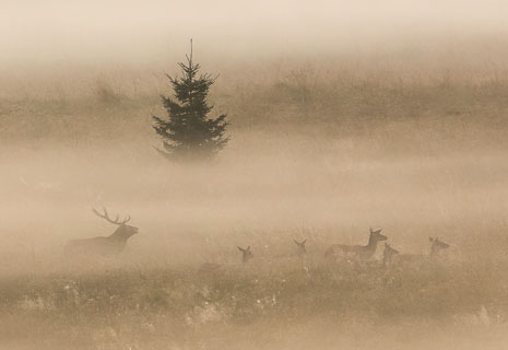 CRIE-aube-du-cerf-2