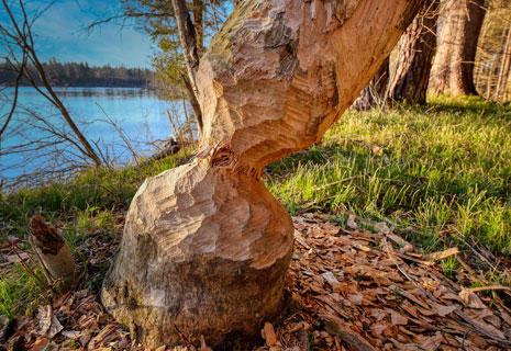CRIE-stage-dents-de-la-riviere-2