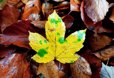 CRIE-enseignants-naturalistes-automne-3